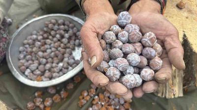 Toroslar'dan kazanlara: 1 gramı bile kıymetli! Dertlere derman veriyor...