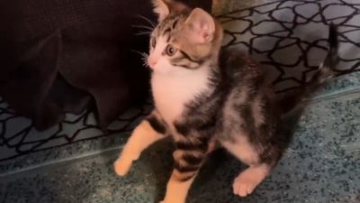 Gümüşhane'de yavru kedinin camide gülümseten oyunu