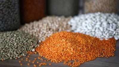 Güneydoğu'dan 3,2 milyar dolarlık hububat ihracatı