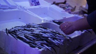 Sakarya'da balık tezgahlarının yeni lideri istavrit oldu