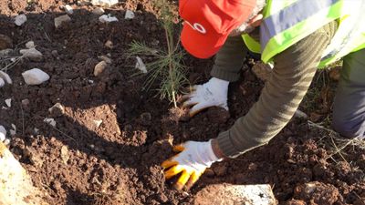 Gabar’da Petrolün Yanına Yeşil Dokunuş: 100 Bin Fidanlık Seferberlik