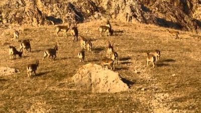 Elazığ'daki tarihi kalede dağ keçileri görüldü