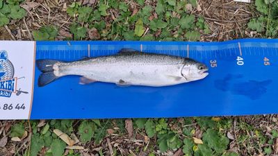 Derbent Barajı’nda gökkuşağı alabalığı için olta atıldı