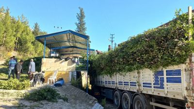 Gıda, İlaç, Kozmetik… Hepsinde var! Kilosu 25 TL’den satılıyor