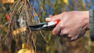 Aralık ayında bu yöntemi uygulayanlar, yazın kova kova kiraz topluyor