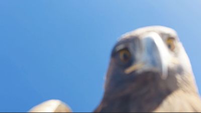 Tunceli'de kartalın havada kaptığı drone 6 saatlik tırmanışla kurtarıldı