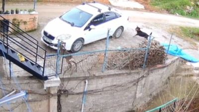 Ordu’da sahipsiz köpeklerin saldırdığı karaca telef oldu