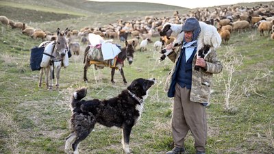 Terörden temizlenen yaylalara huzur geldi