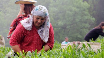 Kemençeli horonlu çay hasadı