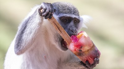 Hayvanat bahçesinde buzlu meyve kokteyli ile serinlediler