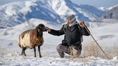 Van'da karlı kaplı dağlarda besicilerin dönüş mesaisinden renkli kareler