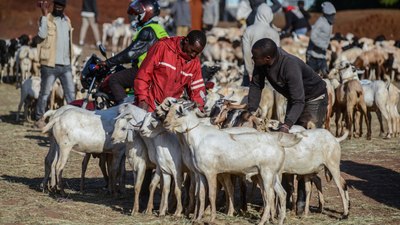 Kenya'da Kurban Bayramı hazırlıkları