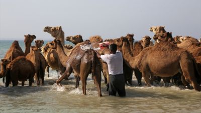 İran’da develerin deniz banyosu geleneği yüzyıllardır yaşatılıyor