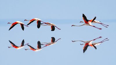 Tuz Gölü’ndeki su çekildi, flamingolar azaldı