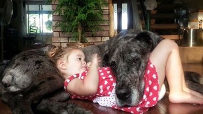 Cüsseleri kadar kalpleri de büyük köpekler 
