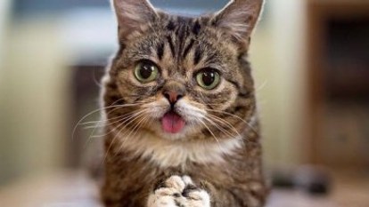 Dünyanın en ünlü kedisi Lil Bub'ın 2 milyon takipçisi bulunuyor