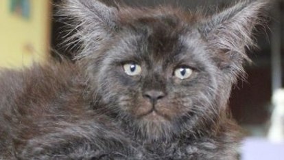 İnsan yüzlü kedi Valkyrie