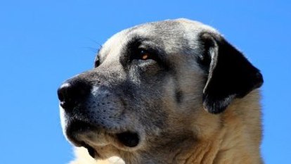 Kangal köpeği özel ırk olarak kabul edildi 
