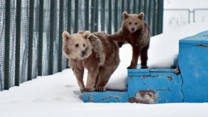 Kış uykusundan uyanan ayılar yiyecek turuna çıktı