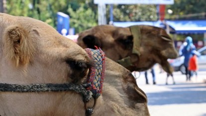 Antalya'da develer tatilcilerin ilgi odağı oluyor