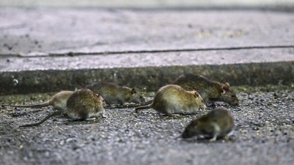 ABD'de fare istilası: Cadde ve sokaklarda cirit atan fare manzaraları...