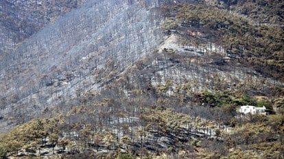 3 gün boyunca alev alev yandı! Hatay'da orman yangınından geriye kalan manzara