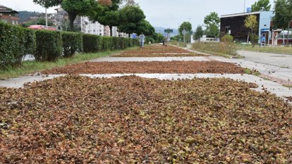 Trabzon, Ordu ve Giresun'da fındık hasadı başladı