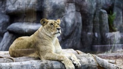 Türkiye'nin ilk aslan parkı
