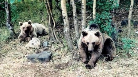 Bitlis'te ayılar, saldırmadıklarını iddia eden kampçıyı kovaladı
