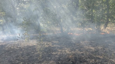 Edirne'de sınır hattında orman yangını! Müdahaleler sürüyor