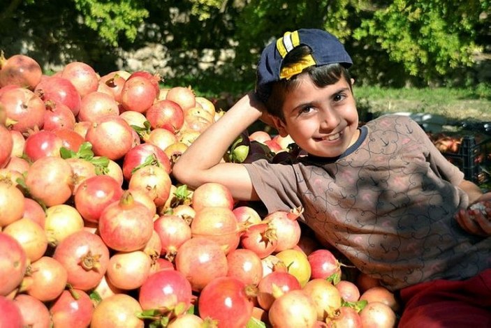 Şirvan İlçesi'nde nar hasadı başladı