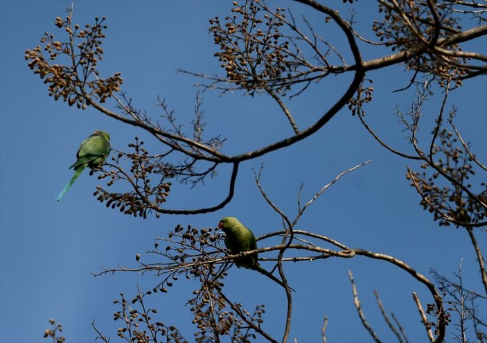 İzmir'in yeşil papağanları