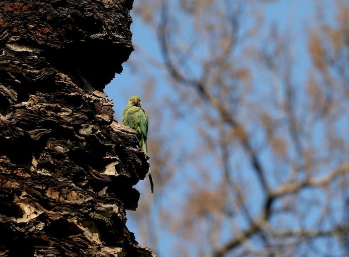 İzmir'in yeşil papağanları