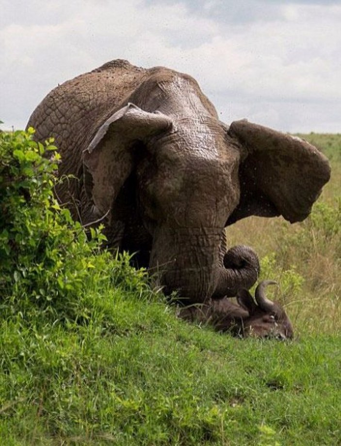 Anne fil yavrularını korumak için bufaloyu öldürdü