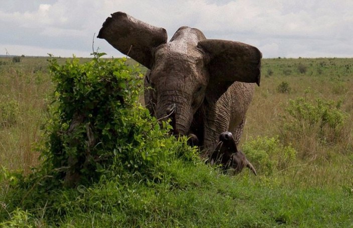 Anne fil yavrularını korumak için bufaloyu öldürdü