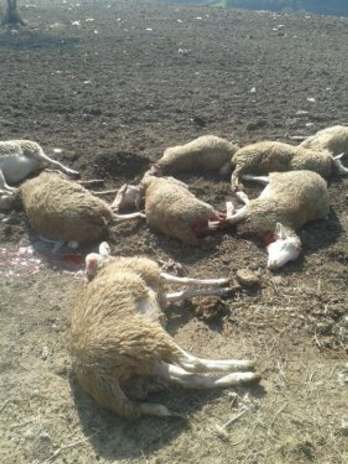 Başıboş köpek sürüsü koyunlara saldırdı
