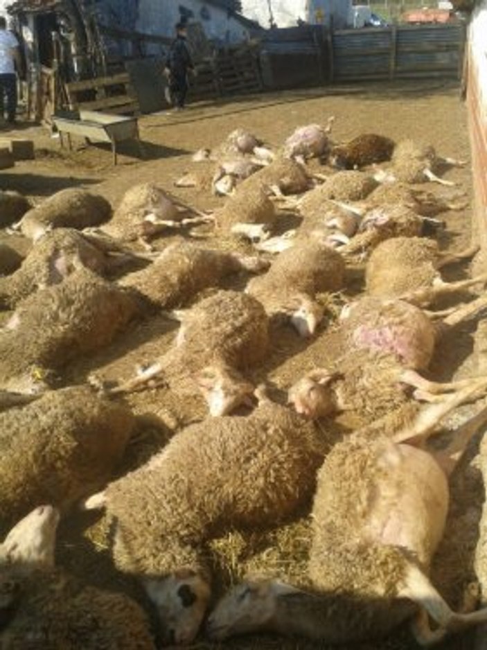 Başıboş köpek sürüsü koyunlara saldırdı