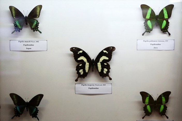 Tahran'daki kelebek müzesinde 60 ülkeden kelebek bulunuyor 