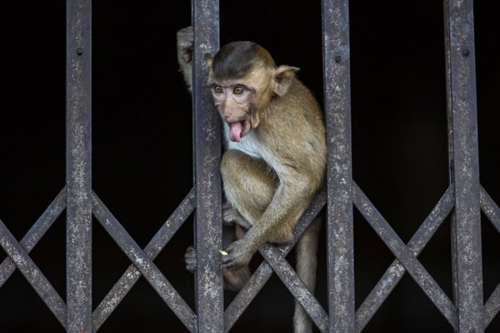 Tayland'da maymunların açık büfesi 