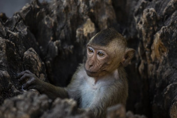 Tayland'da maymunların açık büfesi 