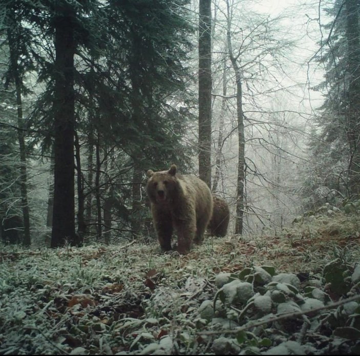 Bartın'da ayılar kış uykusuna yatamadı