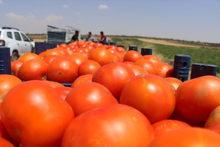 gecen yil toplam 377 milyon dolarlik domates ihrac edildi 66944143