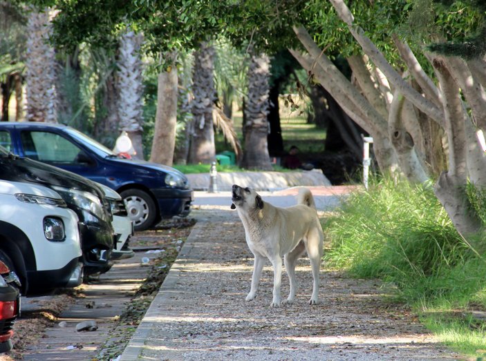 Rektör Özlenen Özkan, kampüsteki başıboş köpeklerin çokluğuna tepkili