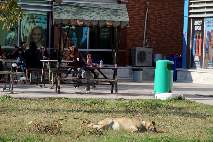 Rektör Özlenen Özkan, kampüsteki başıboş köpeklerin çokluğuna tepkili