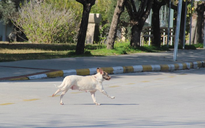 Rektör Özlenen Özkan, kampüsteki başıboş köpeklerin çokluğuna tepkili