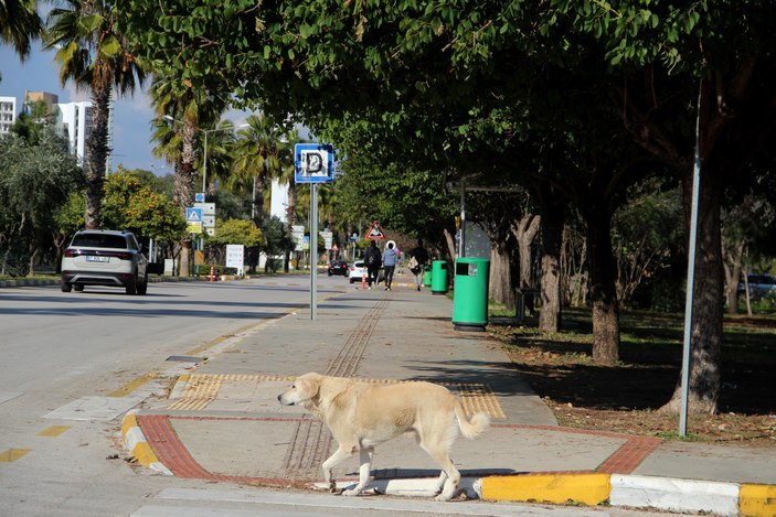 Rektör Özlenen Özkan, kampüsteki başıboş köpeklerin çokluğuna tepkili