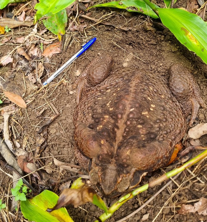 YENİDEN: Avustralya’da 2.7 kiloluk dev kurbağa bulundu #2