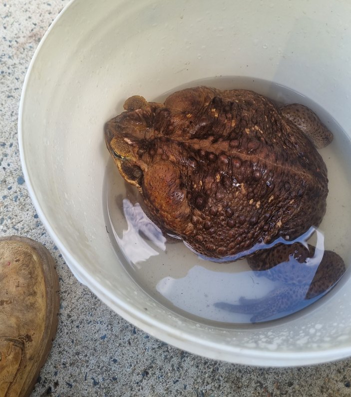YENİDEN: Avustralya’da 2.7 kiloluk dev kurbağa bulundu #3
