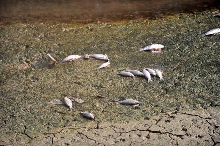 Bursa Valiliği'nden toplu balık ölümleriyle ilgili açıklama -3