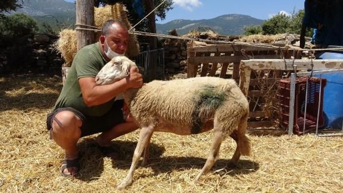 Koyunları, köpeklerce telef edilen mahalleli tedirgin -3